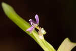 Nakedstem dewflower